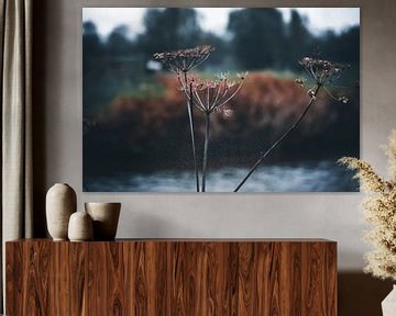 Rust in de Herfststilte van Ilona Water