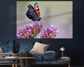 Day peacock on Yarrow by Niels Jansen