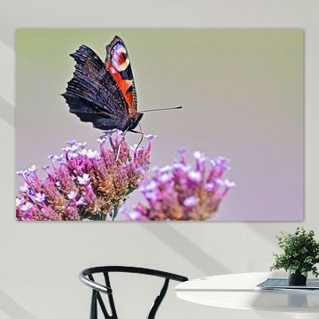 Tagpfauenauge auf Schafgarbe von Niels Jansen