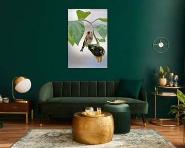 Stieglitz auf Sonnenblume von Niels Jansen