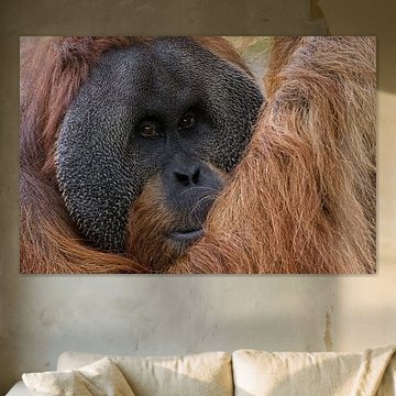 Nahaufnahme des Orang-Utans