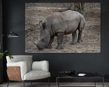 Witte Neushoorn (Zuid-Afrika) van Wild Dog Adventures