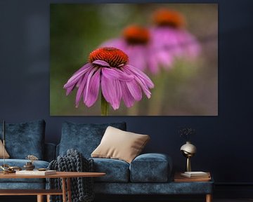 3 pink Coneflowers in a row with gradient in sharpness. by Birgitte Bergman