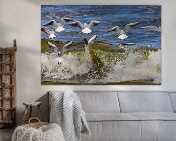 Black-headed gulls in the spray by Holger Felix