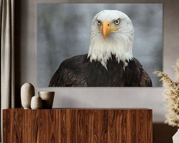 Bald Eagle (Haliaeetus leucocephalus) by Ronald Pol