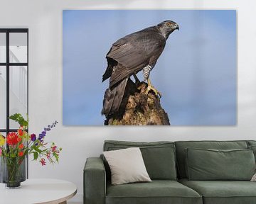 Havik (Accipiter gentilis) van Ronald Pol