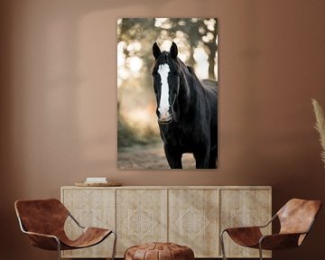 Paard Zwarte Hengst in Zonovergoten Mystiek van Femke Ketelaar