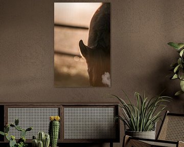 Paard In het Gouden Licht Detail van een in de Ochtendzon van Femke Ketelaar