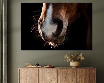 Paard Zonlicht op een Zachte Snuit Close-up van een Paardensnuit