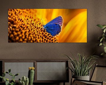 Blue butterfly on sunflower by Poster Art Shop
