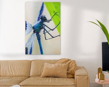  portrait banded demoiselle by Francois Debets