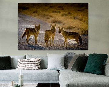 Jakhalzen in Etosha Park by Arthur van Iterson