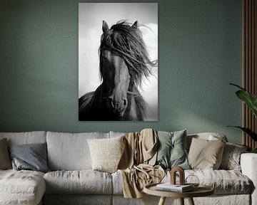 Friese paard staande in de wind.