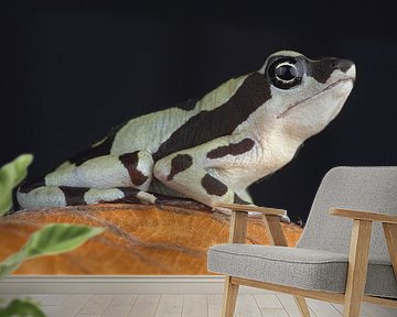 Hoogmoed's Harlequin Toad (Atelopus hoogmoedi) by Ronald Pol