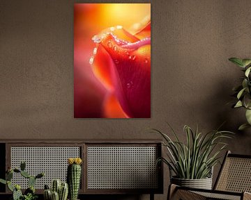 Blühende Rose mit Wassertropfen von Poster Art Shop
