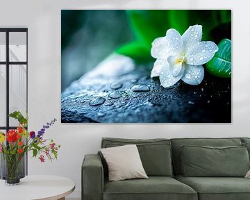 Edelweiss with water droplets on stone by Poster Art Shop