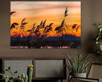 Swaying reeds in a ditch during sunset