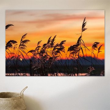 Swaying reeds in a ditch during sunset