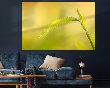 Fresh morning dew on green leaves by Poster Art Shop