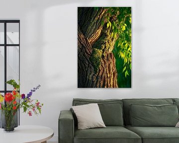 Moss-covered tree bark in the light