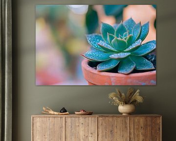 Succulent plant in flowering pot by Poster Art Shop