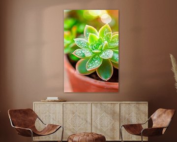 Succulent plant with water droplets by Poster Art Shop