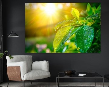 Sonnenstrahlen auf frischen Blättern von Poster Art Shop
