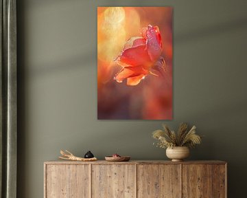 Zarte Rose im Morgenlicht von Poster Art Shop