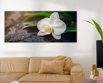 Orchidée blanche avec gouttes d'eau sur Poster Art Shop
