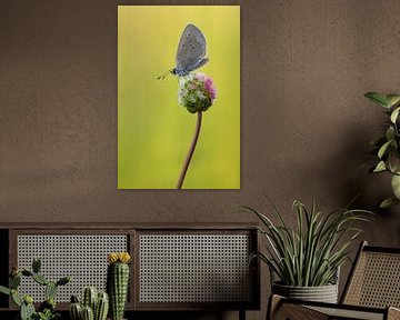  Little Blue on Salad Burnet by Francois Debets