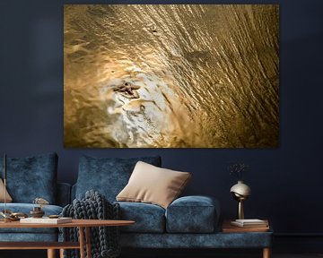 Zeester in gouden zonlicht
