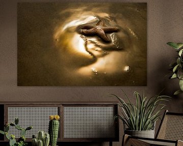 Zeester in gouden zonlicht