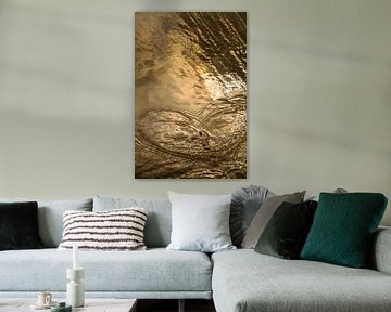 Zeester in gouden zonlicht