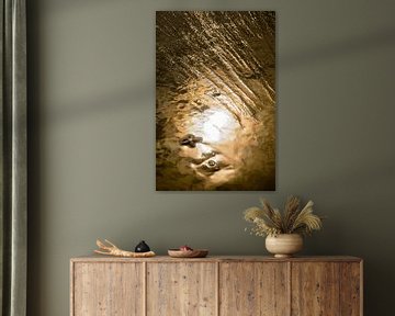 Zeester in gouden zonlicht
