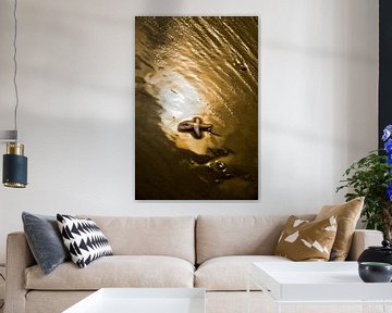 Zeester in gouden zonlicht