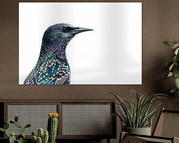 Spreeuwenportret van Danny Slijfer Natuurfotografie