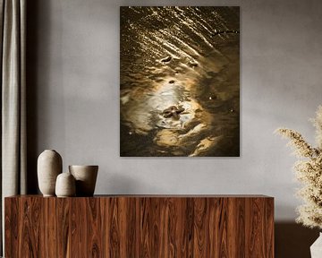 Zeester in gouden zonlicht