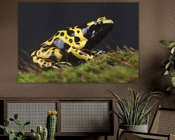 Bienengiftfrosch (Dendrobates leucomelas) von Ronald Pol