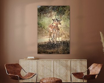 2 Impala surveillent de près les environs