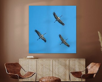 Kraanvogels