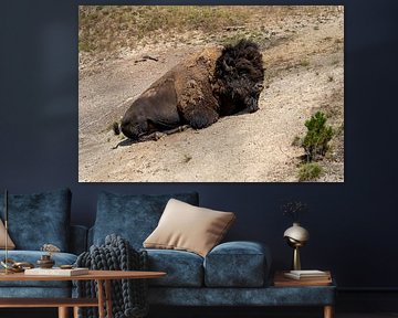 Bison dans le parc national de Yellowstone, États-Unis