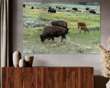 Troupeau de bisons dans le parc national de Yellowstone, États-Unis
