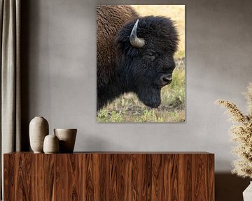Bison en gros plan dans le parc national de Yellowstone, États-Unis
