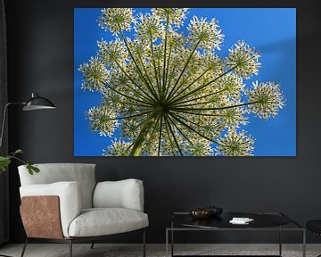 The Giant Hogweed by Gerrit Zomerman