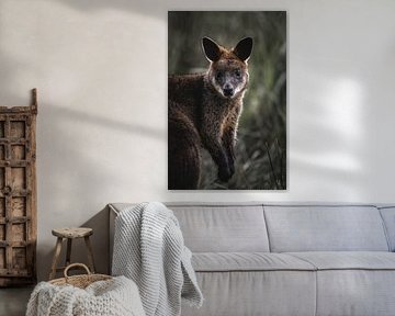 Kangaroo among the long grass