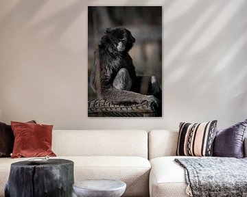 Le singe regarde droit dans l'appareil photo pendant la prise de vue sur Jolien Berntsen