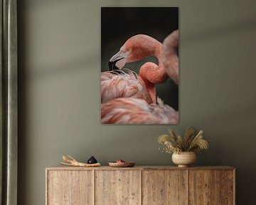 Flamingo's are always busy but so stunningly beautiful!