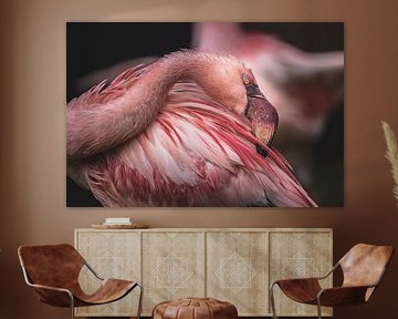 Flamingo's are always busy but so stunningly beautiful!