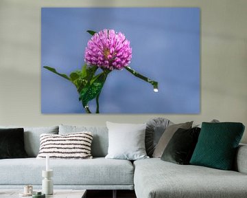 Klaverbloem met dauw (1) van Anna Koek