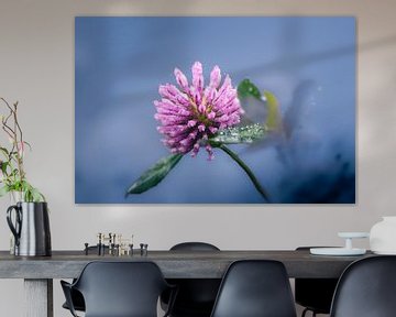 Klaverbloem met dauw (2) van Anna Koek